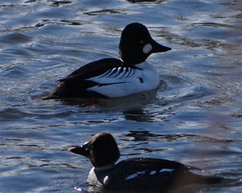 Don't Eat the Paste: Common Goldeneye Ducks (photo post)