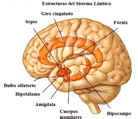 Sistema límbico: ¿qué es y cómo funciona? | Sistema limbico, Sistema ...