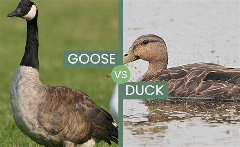 Goose vs Duck – Are There Any Similarities?