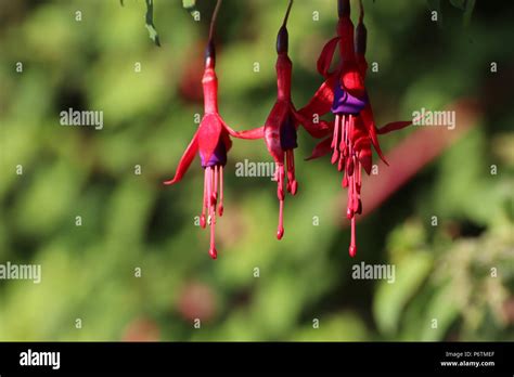 White Park Bay Stock Photo - Alamy