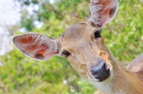 Premium Photo | Japanese deer