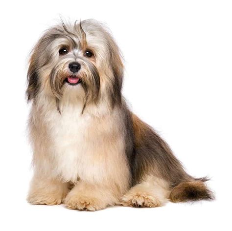 Coat Care for a Havanese | Dog Grooming Tutorial