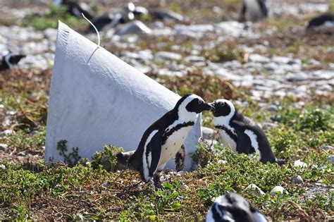 African Penguin Habitat