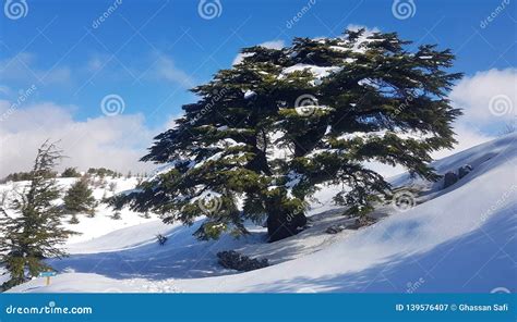 Lebanese Cedar stock image. Image of covered, evergreen - 139576407