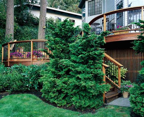 10 Outstanding Evergreen Trees for Privacy | Better Homes & Gardens