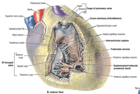 Moderator band (septomarginal trabecula) | Tricuspid valve, Anatomy and physiology, Vena