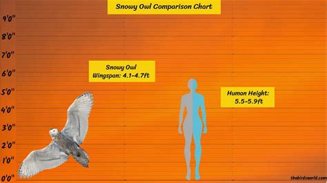 Snowy Owl Wingspan: How Big Are They Compared To Others?