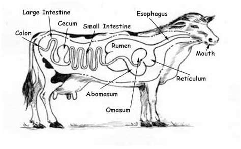 we leanred about the digestive system and how it worked in cows and other animals | Cow ...