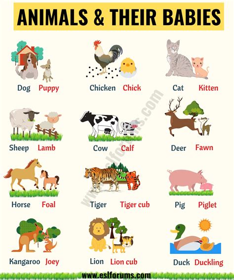 Animal word list with pictures