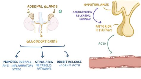 ACTH (Adrenocorticotropic Hormone) Test Purpose, Procedure,, 49% OFF