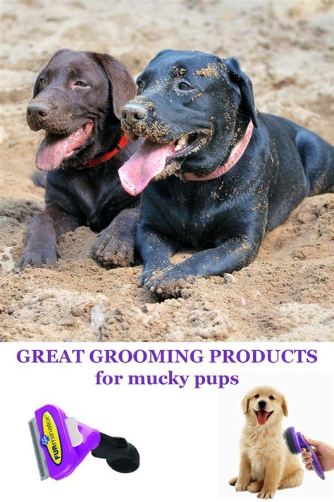 Dog Grooming Supplies For Labradors - The Labrador Site