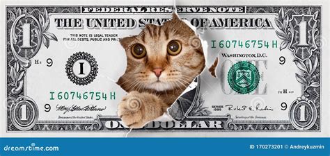 Funny Money One Cat Dollar Design Royalty-Free Stock Photography ...