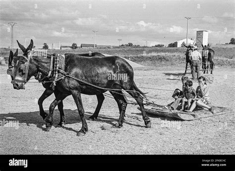 Spanish threshing sledge Black and White Stock Photos & Images - Alamy