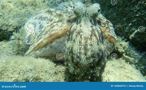 Octopus Vulgaris, Common Octopus Hunting. Stock Photo - Image of halkidiki, snorkeling: 160860976