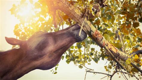 Why Is My Horse Eating Tree Bark? And What Should I Do?