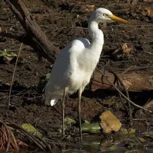 Intermediate egret - Facts, Diet, Habitat & Pictures on Animalia.bio