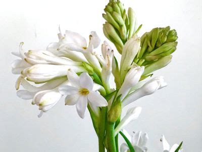 How To Grow Tuberose Indoors – Caring For Potted Tuberoses Inside