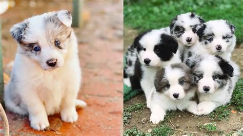 Border Collie Dog Colors: A Complete List of 15 Recognized Coat Colors | Puppies Club