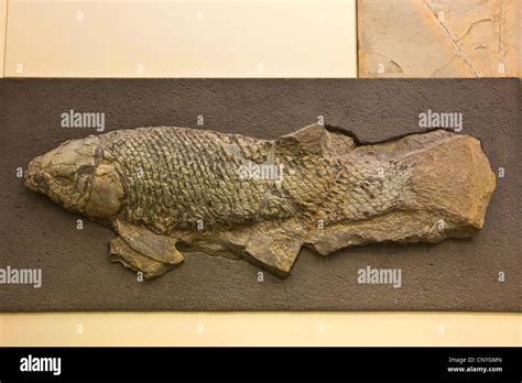 Coelacanth fossil hi-res stock photography and images - Alamy