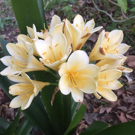 Clivia miniata yellow