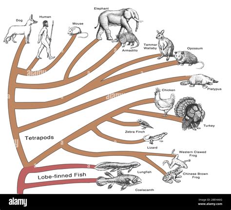 Simple Phylogenetic Tree Of Animals