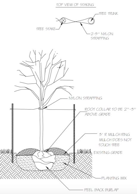 Dig a Hole and Put the Tree in the Ground, Right?! WRONG!