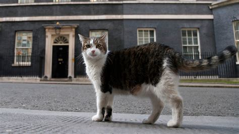 Larry the cat celebrates 10th year as chief mouser at Downing Street