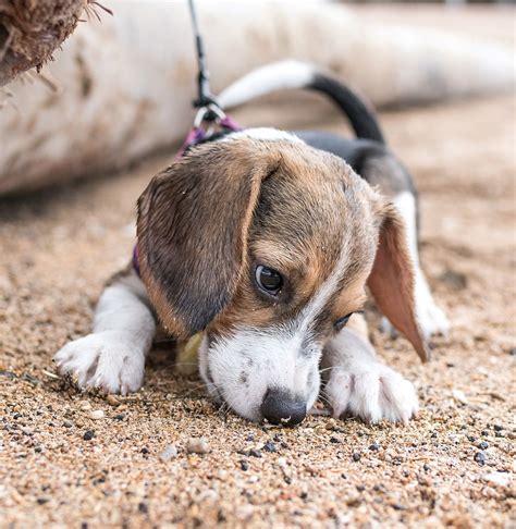 Blue Tick Beagle #beagle | Blue tick beagle, Beagle puppy, Beagle dog