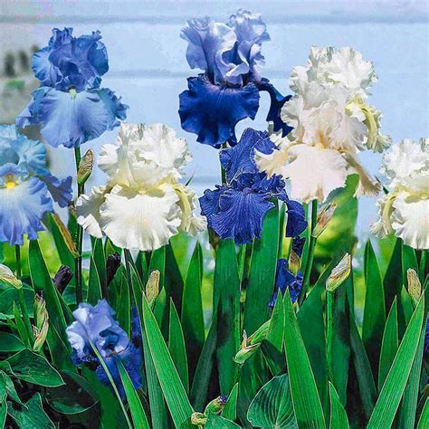 Cool Blue Bearded Iris Mixture | Breck's