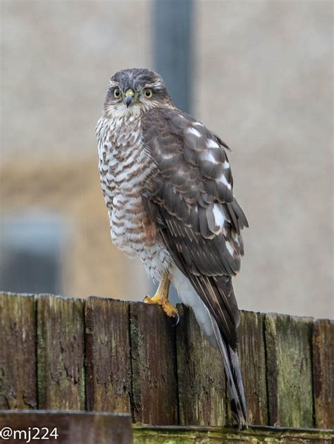 Young Male Sparrowhawk | Talk Photography