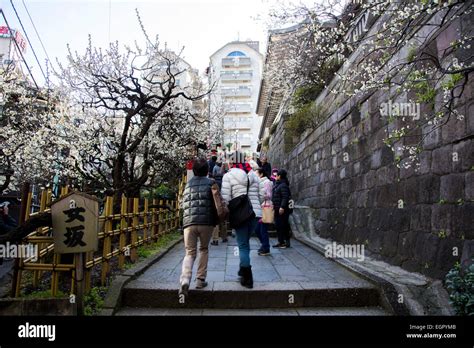 Ume festival,Yushima Tenmangu,Bunkyo-Ku,Tokyo,Japan Stock Photo - Alamy