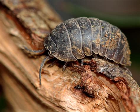 Unearthing the Value of Woodlice in a Healthy Ecosystem - Illuzone