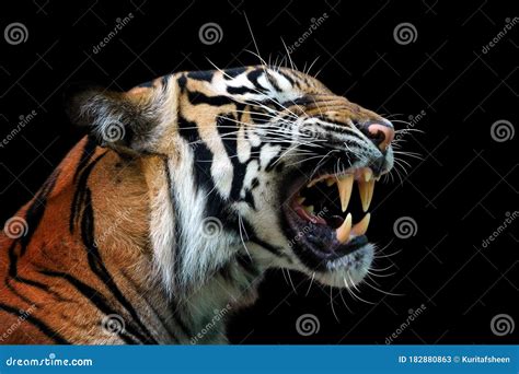 Angry Face of Sumatran Tiger Stock Image - Image of background, nature: 182880863