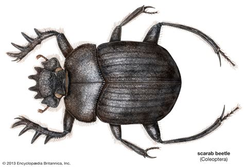 Scarabaeus sacer | insect | Britannica