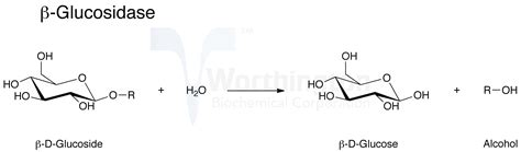 Figure 1 from Structural Insights into the Substrate Specificity of a 6Phosphoβglucosidase