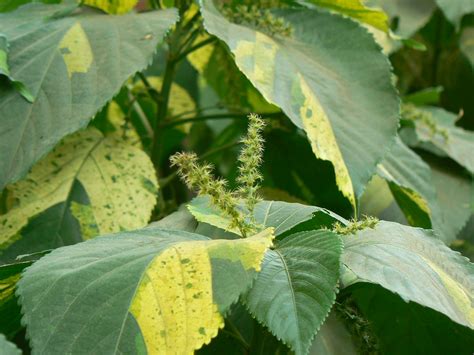 Acalypha (Big Seed Copperleaf, Chenille Plant, Common Copperleaf, Common Three Seed Mercury ...