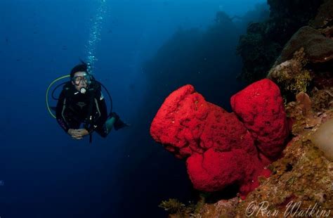 Diving in the Cayman Islands - Bluewater Dive Travel