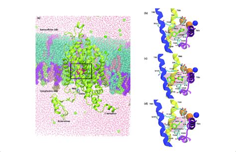 | Cross-sectional illustration of the dopamine transporter (DAT) and... | Download Scientific ...