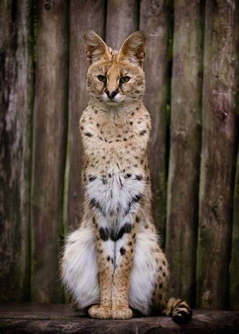 Tall Serval : cats