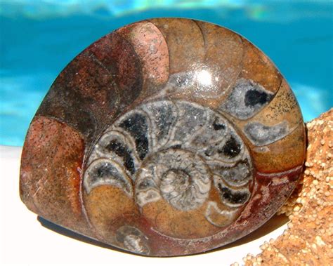 Ammonite Marine Fossil Sea Animal Shell Spiral Mollusk Polished 1962 - Ammonites