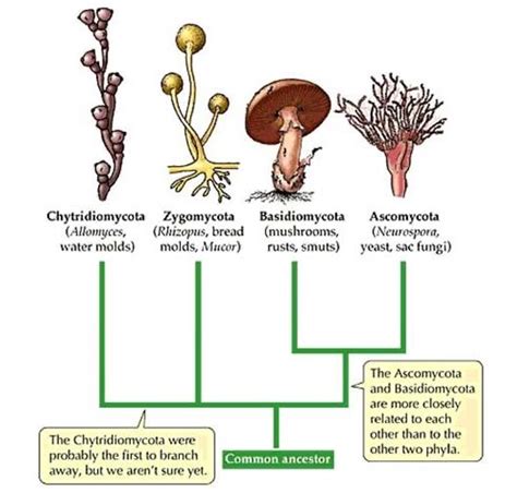 Rifka: KINGDOM -Fungi