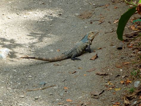 Iguana crossing the road, molting - Beyond