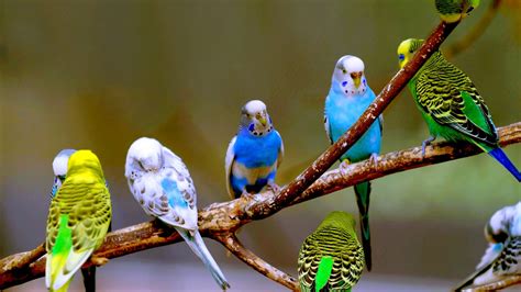 A Flock Of Budgies - Budgies Photo (36931291) - Fanpop