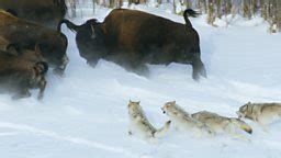 Bison Running From Wolves