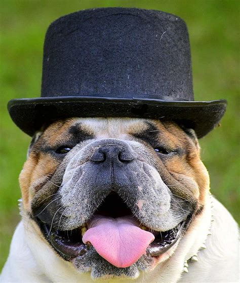 Adorable Animals in cute Fashionable Hats