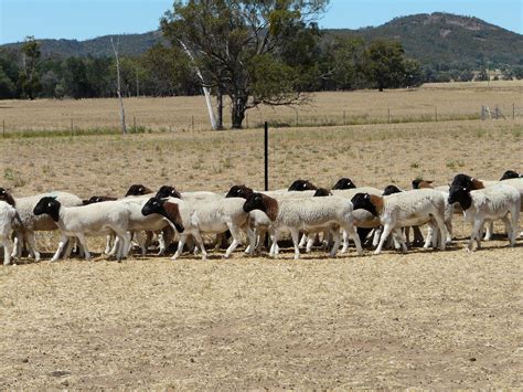 Australian Dorper & Australian White Sheep – Cluny Livestock Exports ...