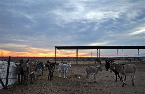 Mark Meyers a Top 10 CNN Heroes Finalist for donkey rescue