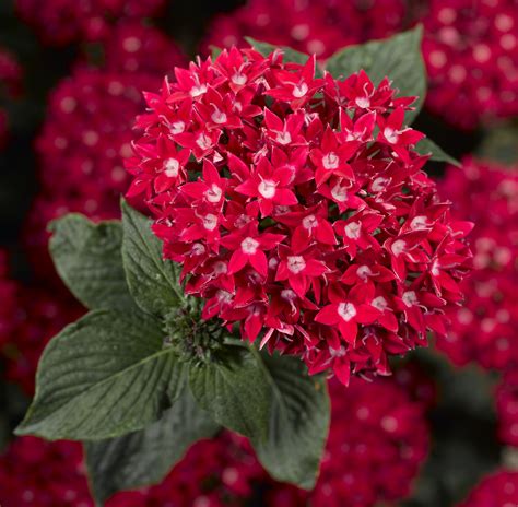 Free photo: Red Pentas - Blooming, Flower, Fragrance - Free Download - Jooinn