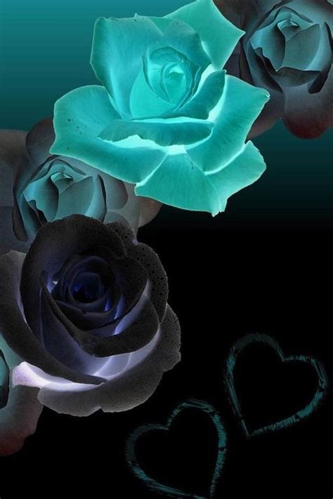 ~ It's a Colorful Life ~ — Colors ~ Aqua and Black Teal Rose Wallpaper, Best Flower Wallpaper ...