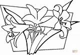 Lilies coloring Page  Free Printable Coloring Pages sketch template